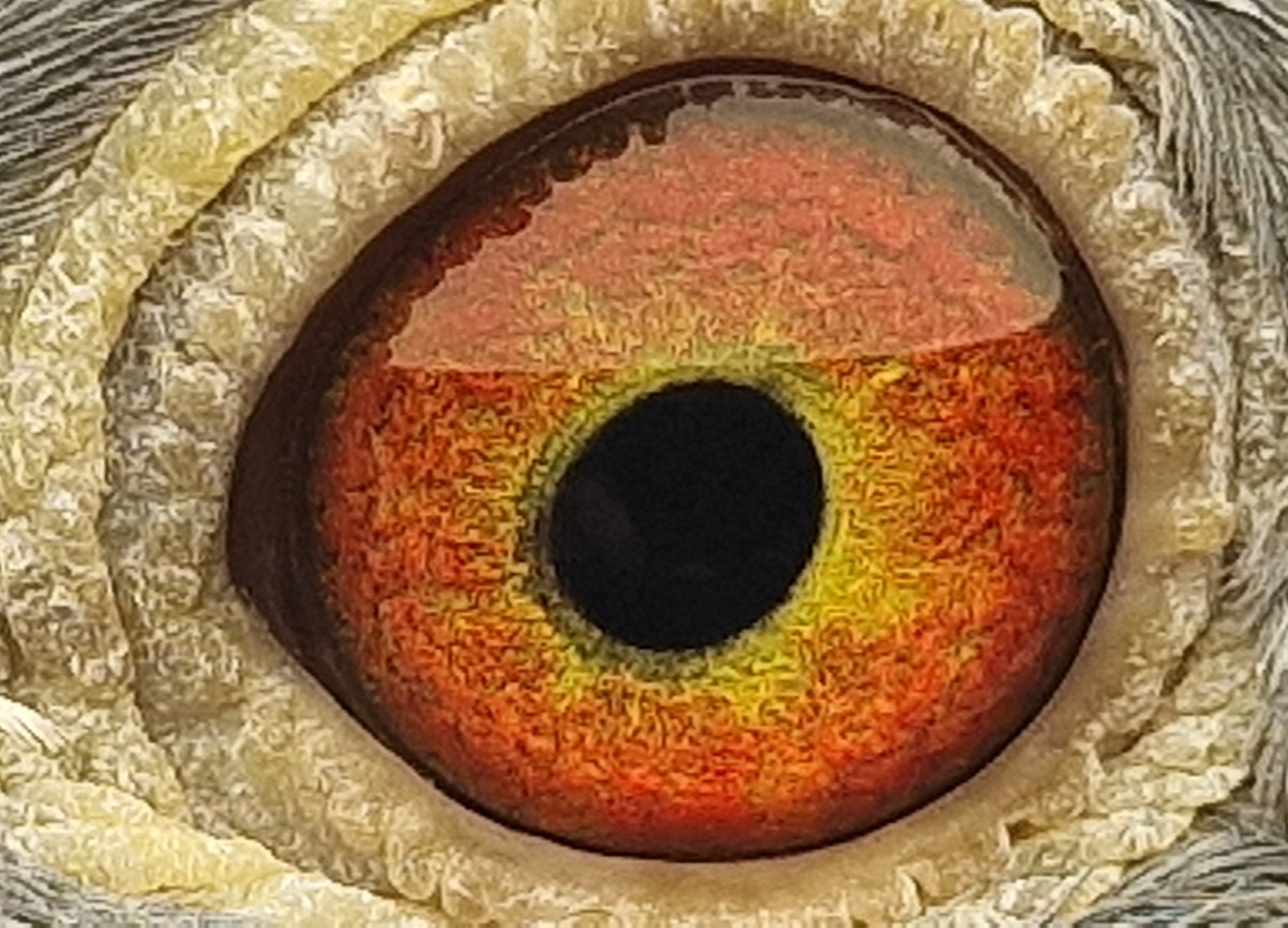 Pigeon eye